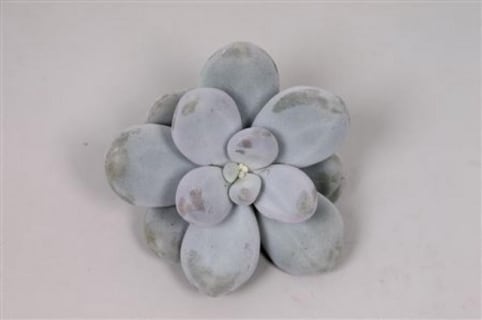 Succulents | Flowers | All products | Holex Flower
