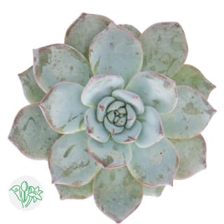 Succulents | Flowers | All products | Holex Flower