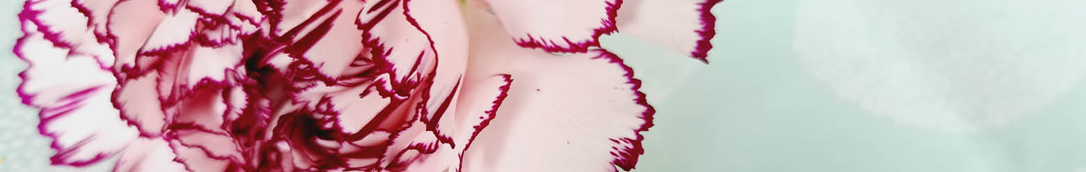 Dianthus Dianthus