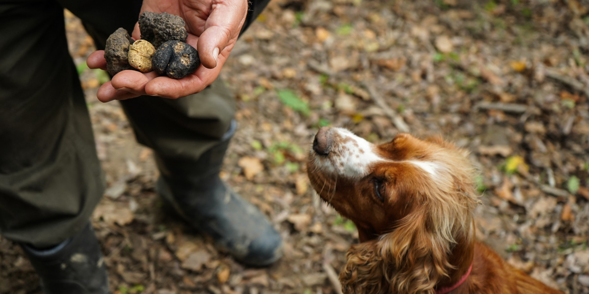 Image for Day 3 - Truffles & Wines