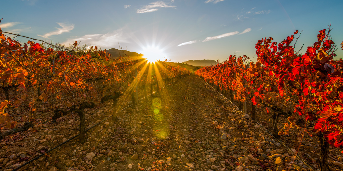 Image for Day 4 - Logroño & La Rioja Wine Tour