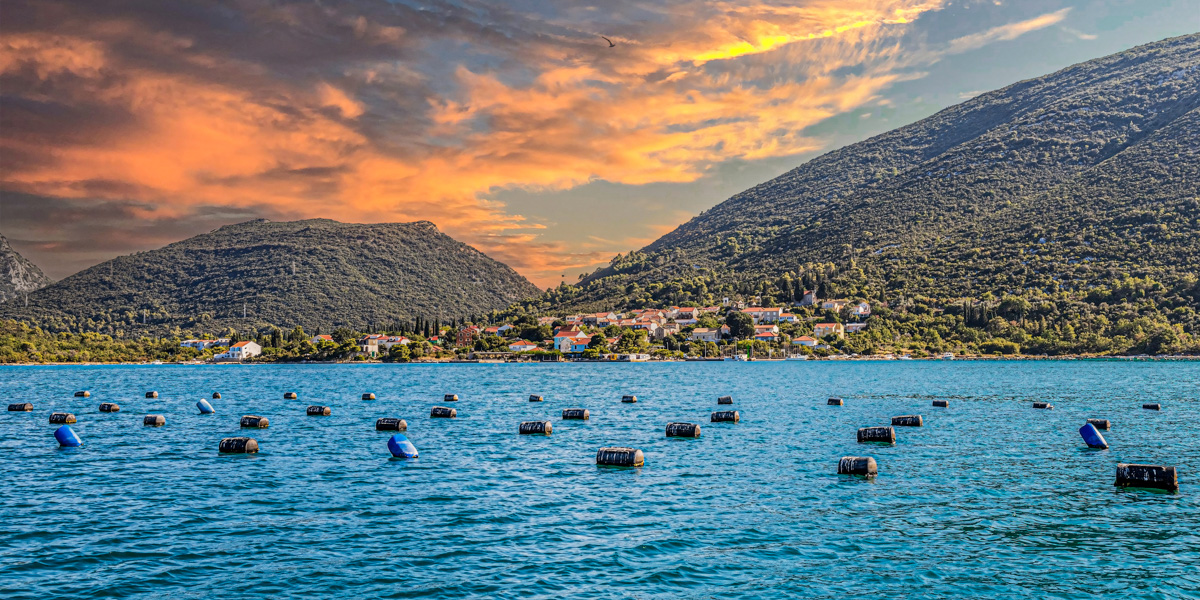 Excursion to Ston and its oyster beds