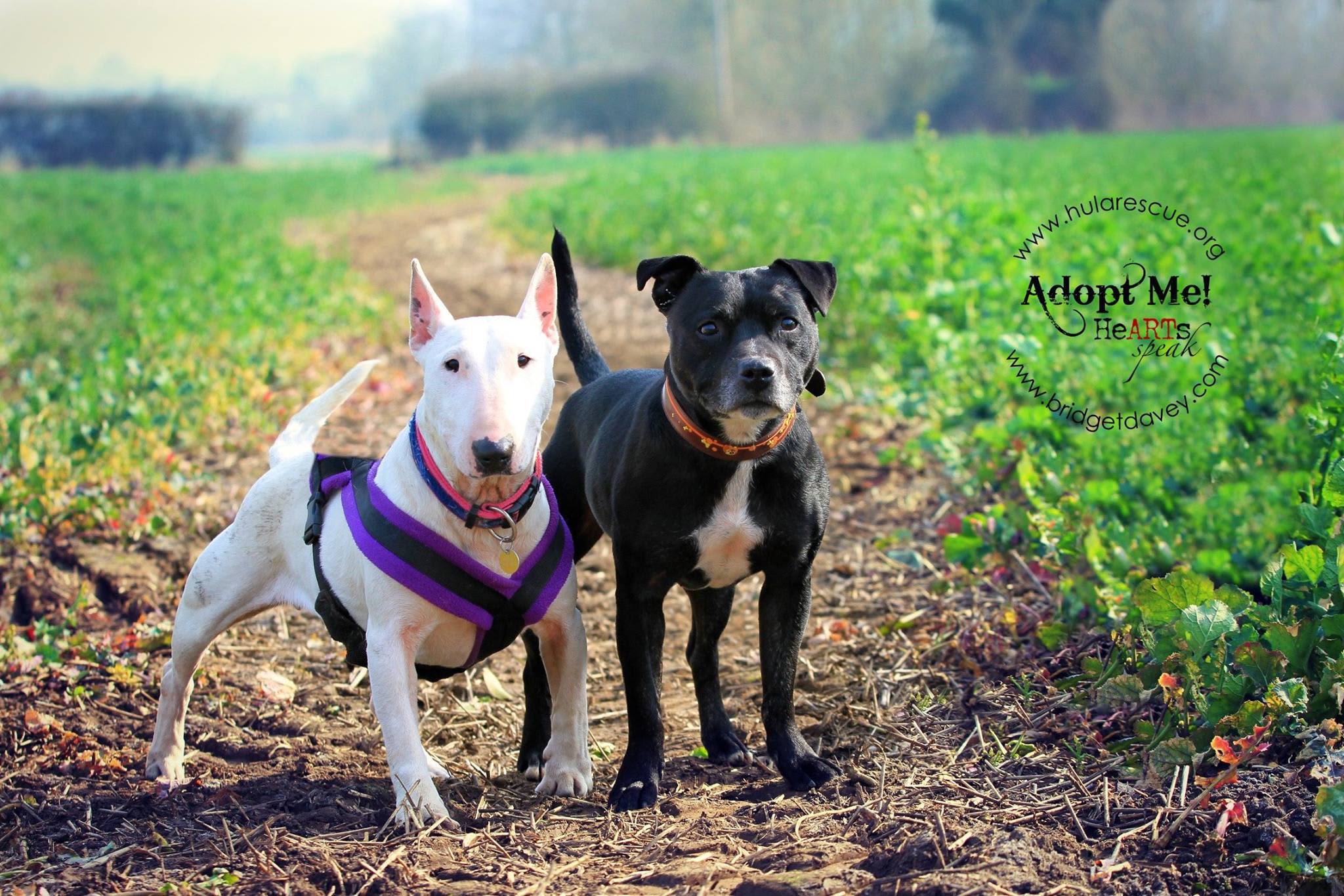 HULA Animal Rescue, Milton Keynes, Central Bedfordshire - HolidayFox HULA Animal Rescue, Milton Keynes, Central Bedfordshire - HolidayFox