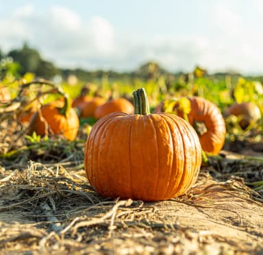 Pumpkin Picking