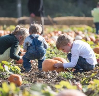 Farm Activities