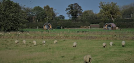 Millview Meadow Glamping