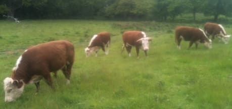 Newfoundland Smallholding