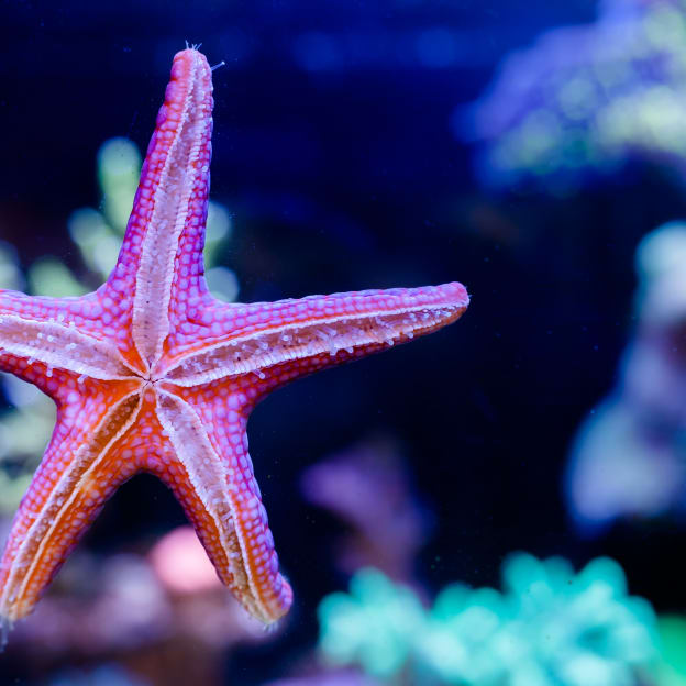 Ilfracoombe, Devon, South West England, UK