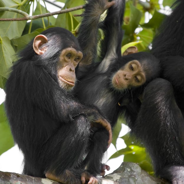 East Lulworth and West Lulworth, South West England, UK