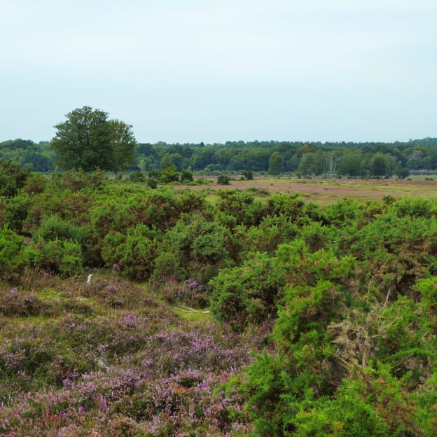 Lyndhurst, Hampshire, South East England, UK