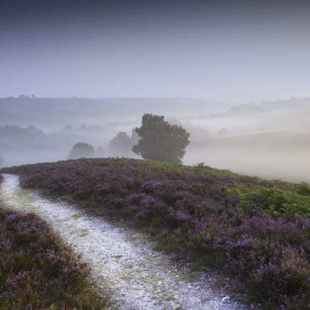 New Forest, Hampshire, UK