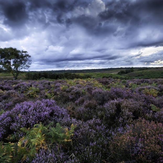 New Forest, Hampshire, UK