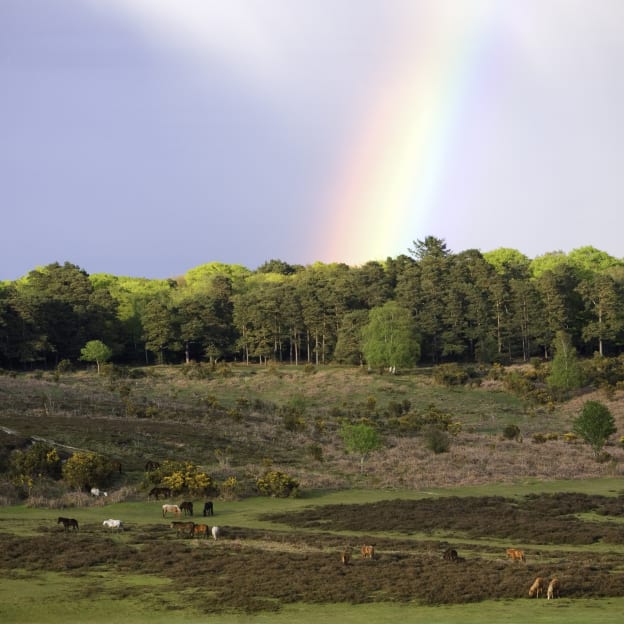 New Forest, Hampshire, UK