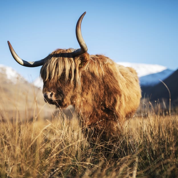 Highland, Scottish Highlands, UK