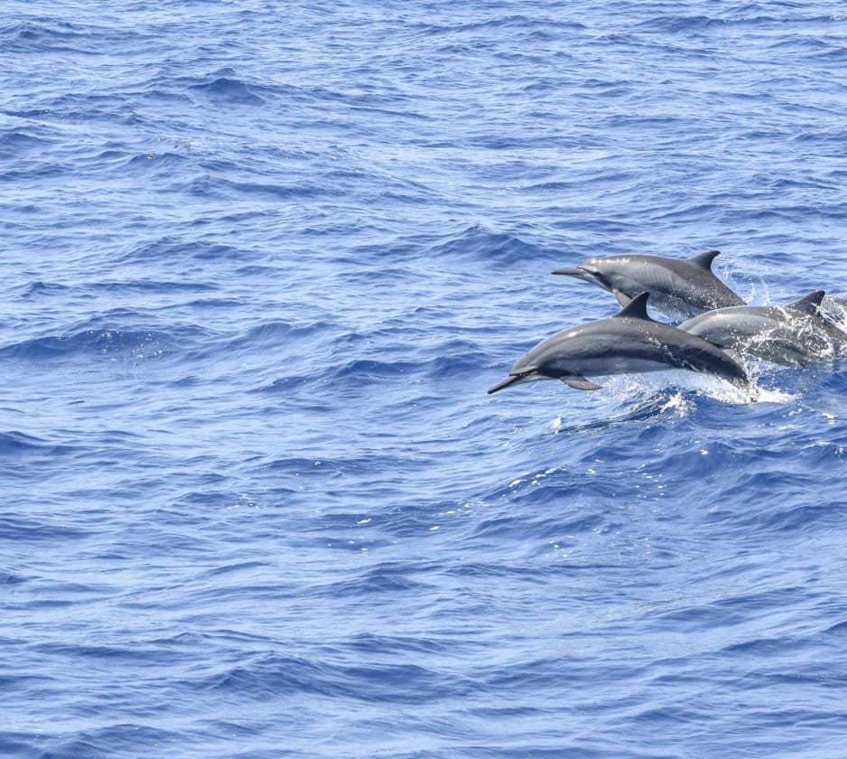 Dolphin and Whale Watching