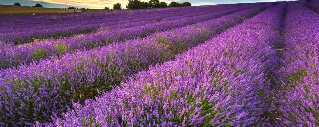 5. Hitchin Lavender, Hertfordshire