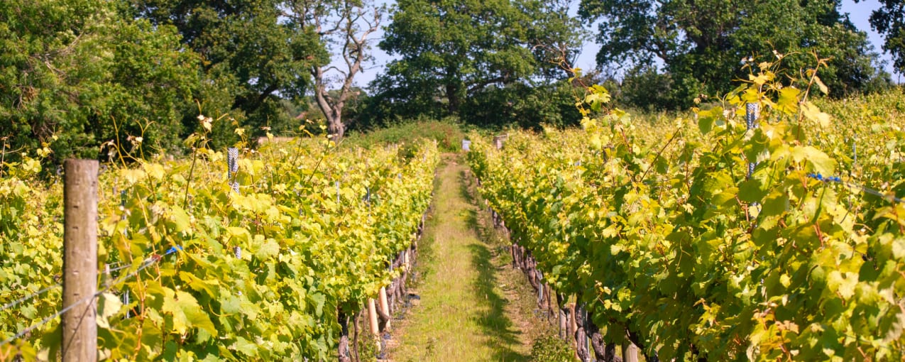 7. Chapel Down winery, Kent