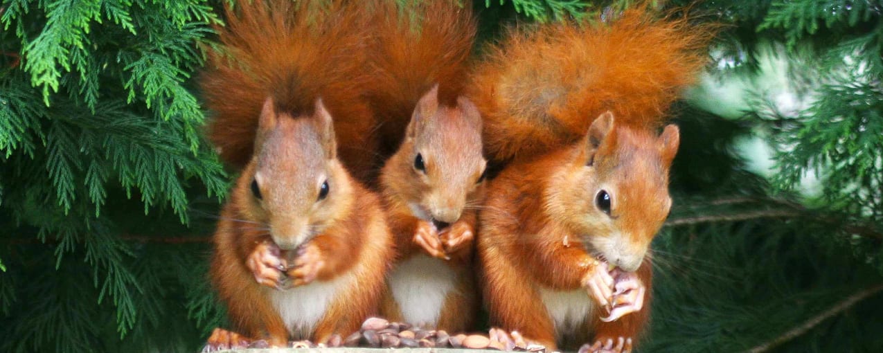 British Wildlife Centre, Surrey