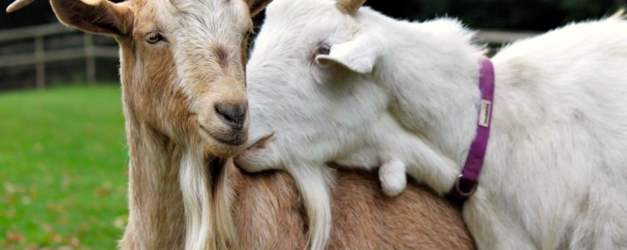 Buttercups Sanctuary for Goats, Kent