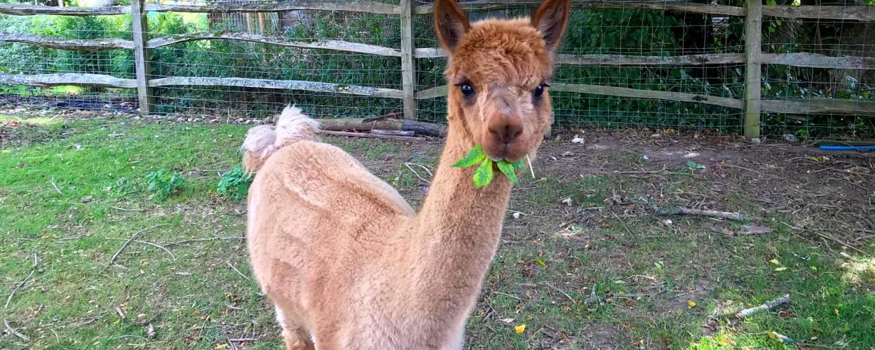 Dunreyth Alpacas, East Sussex