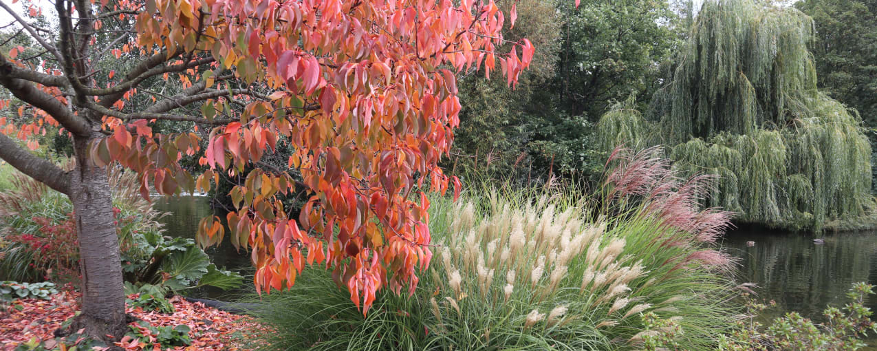 Exploring London's Royal Parks