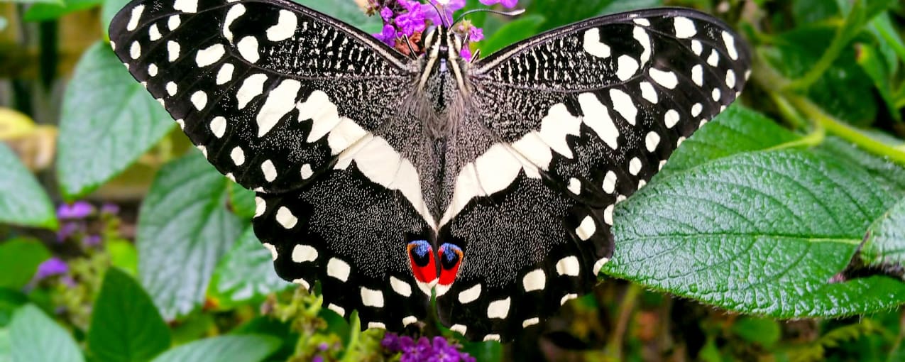 Stratford Butterfly Farm, Warwickshire