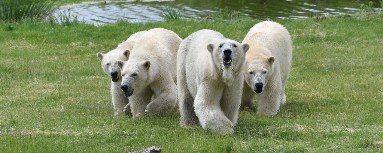 Roar and Snore Camping at the Yorkshire Wildlife Park