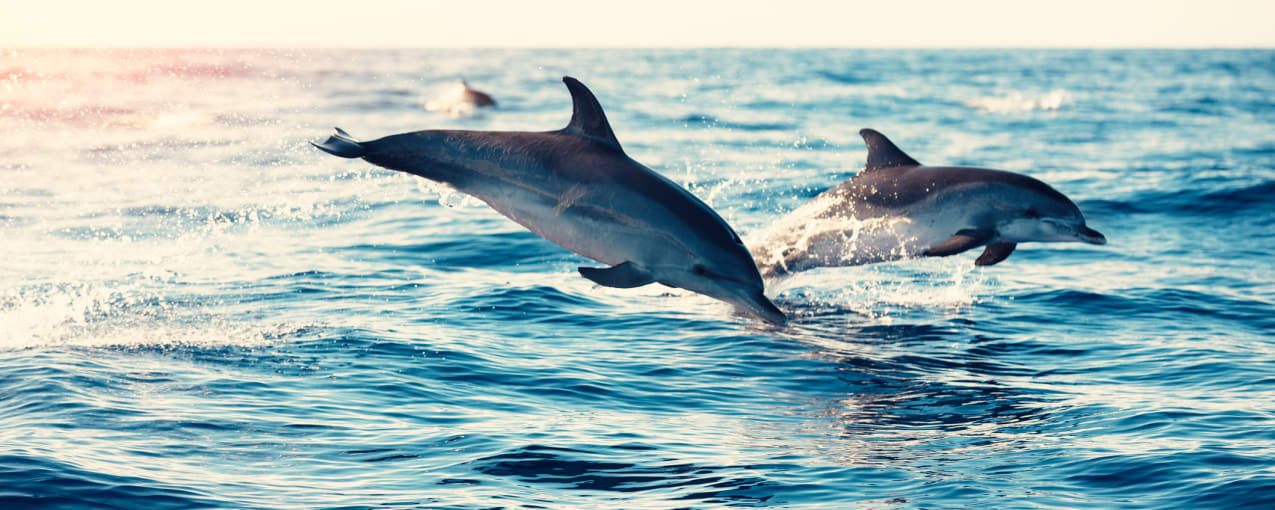 Kayak with Dolphins