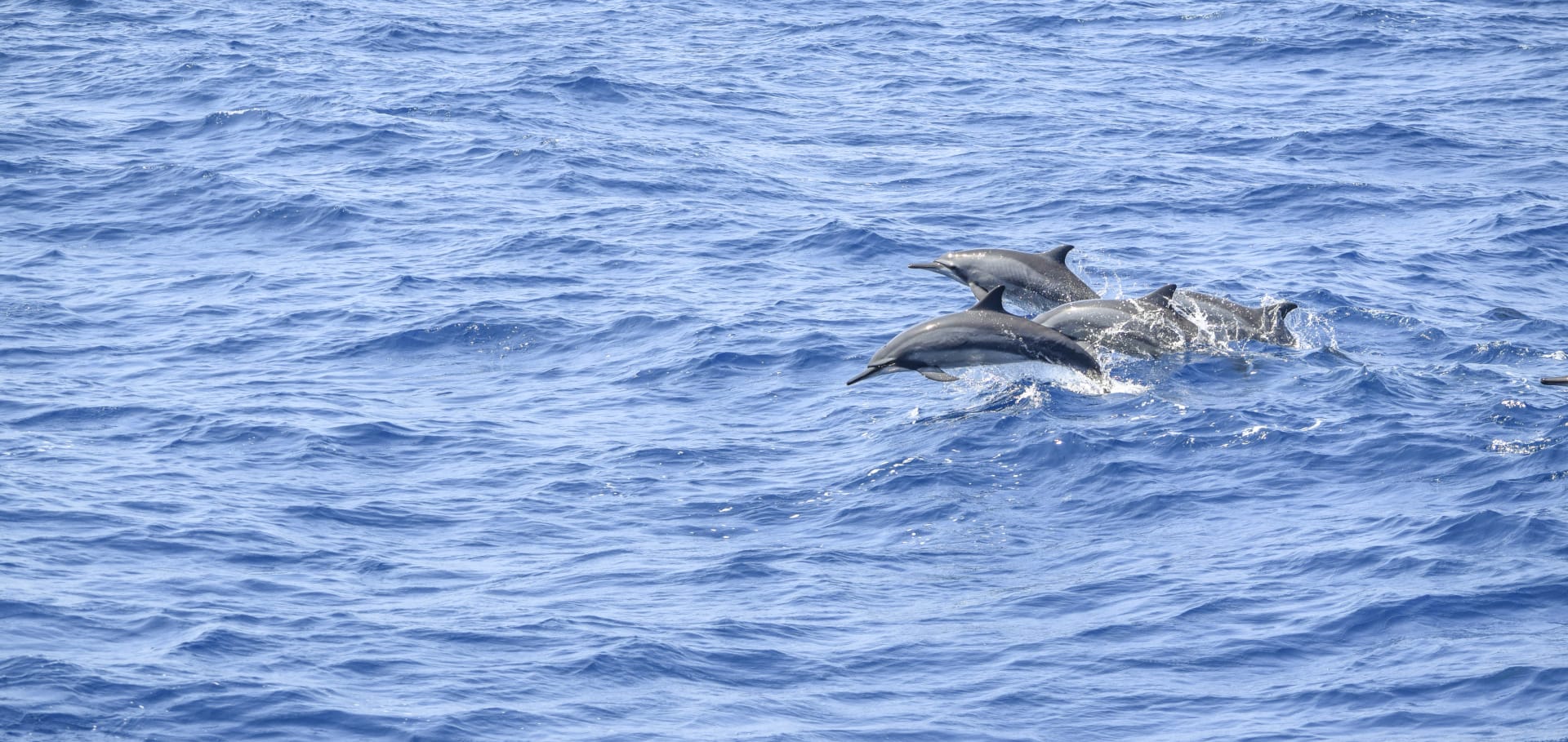 Dolphin and Whale Watching