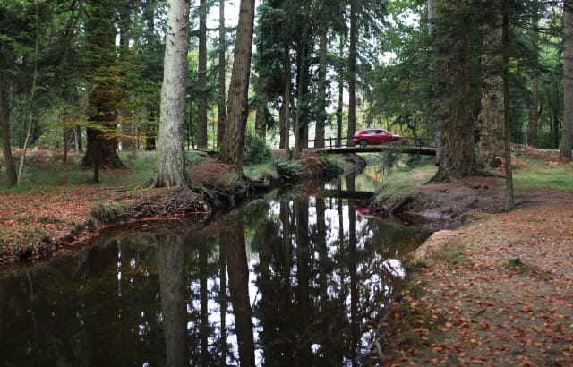 New Forest, Hampshire, UK
