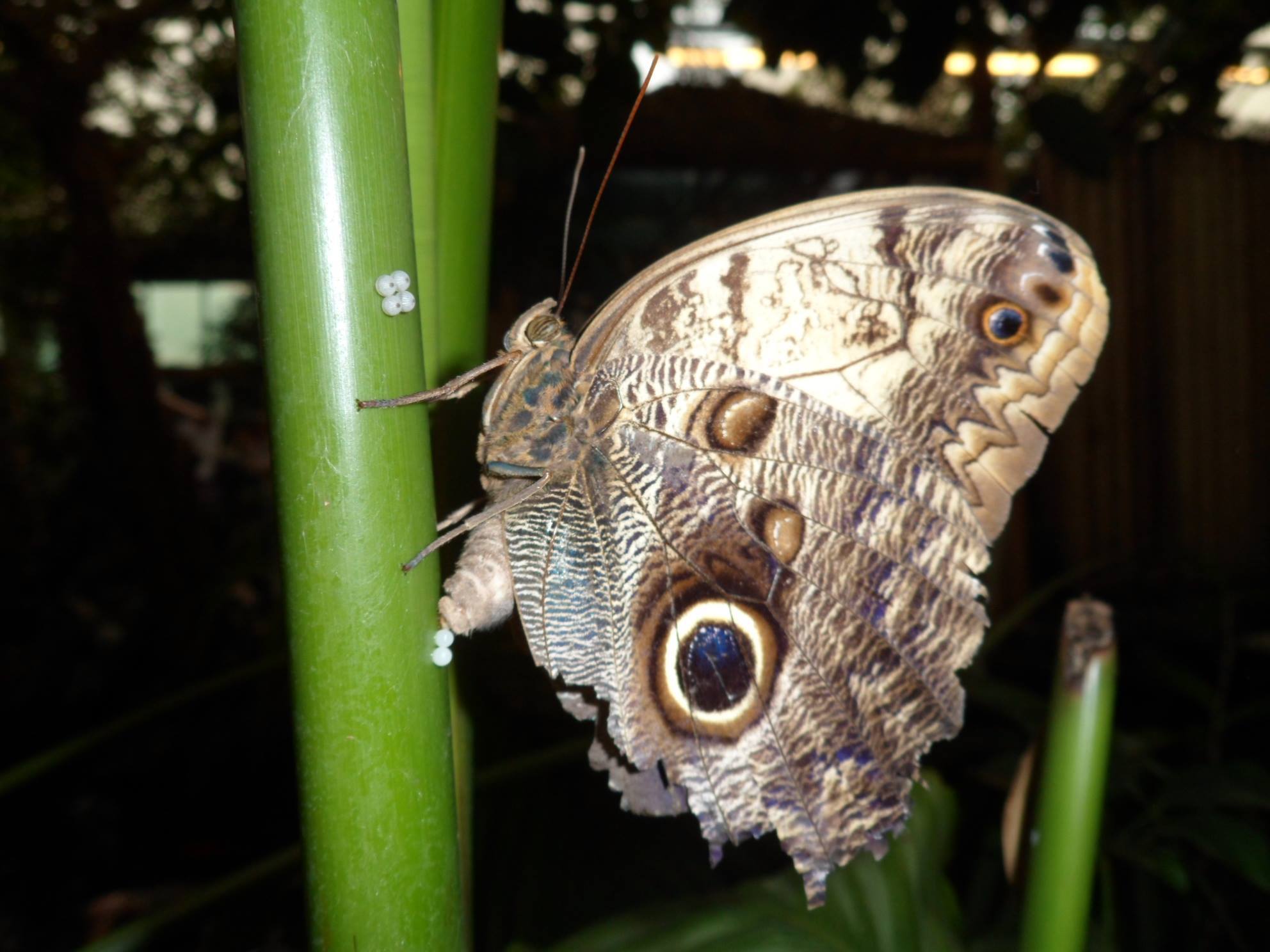 Amazonia
