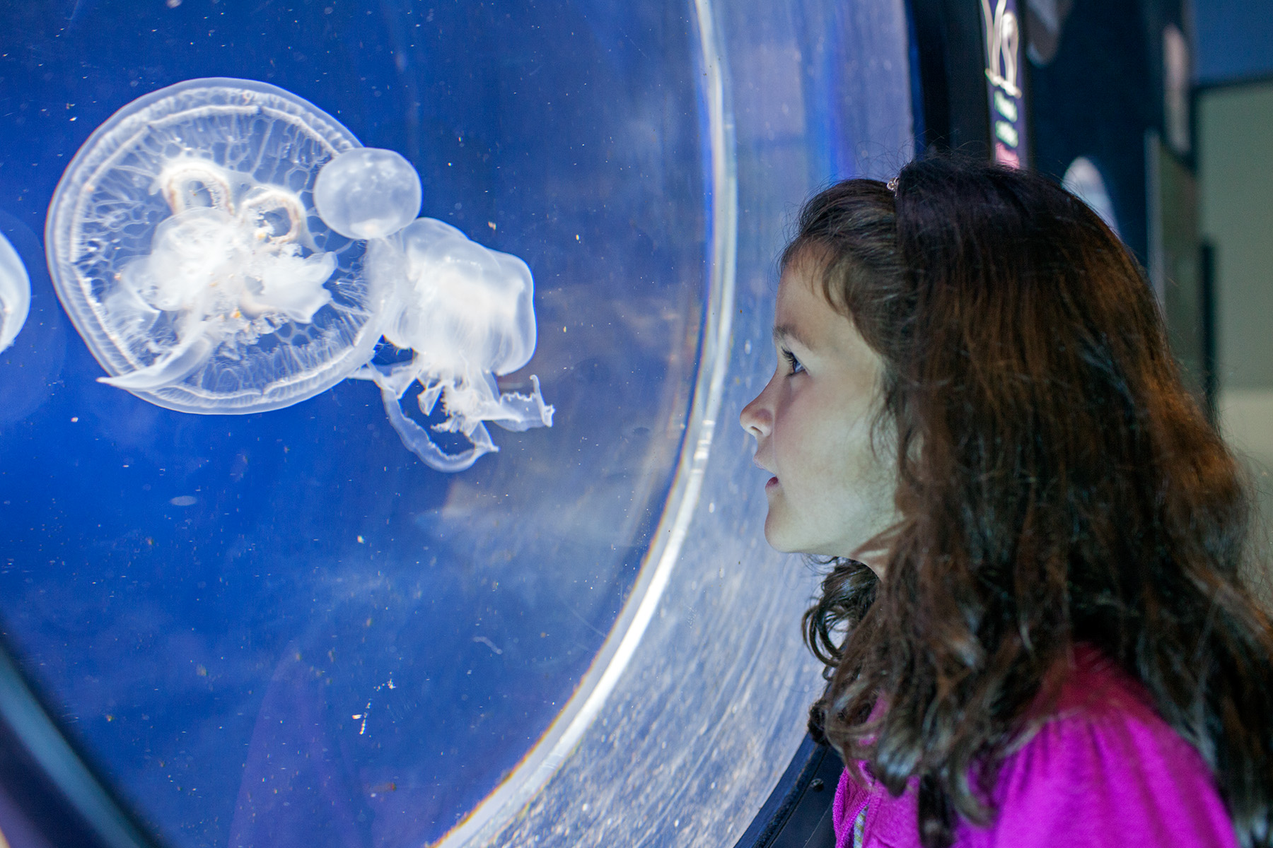 Anglesey Sea Zoo