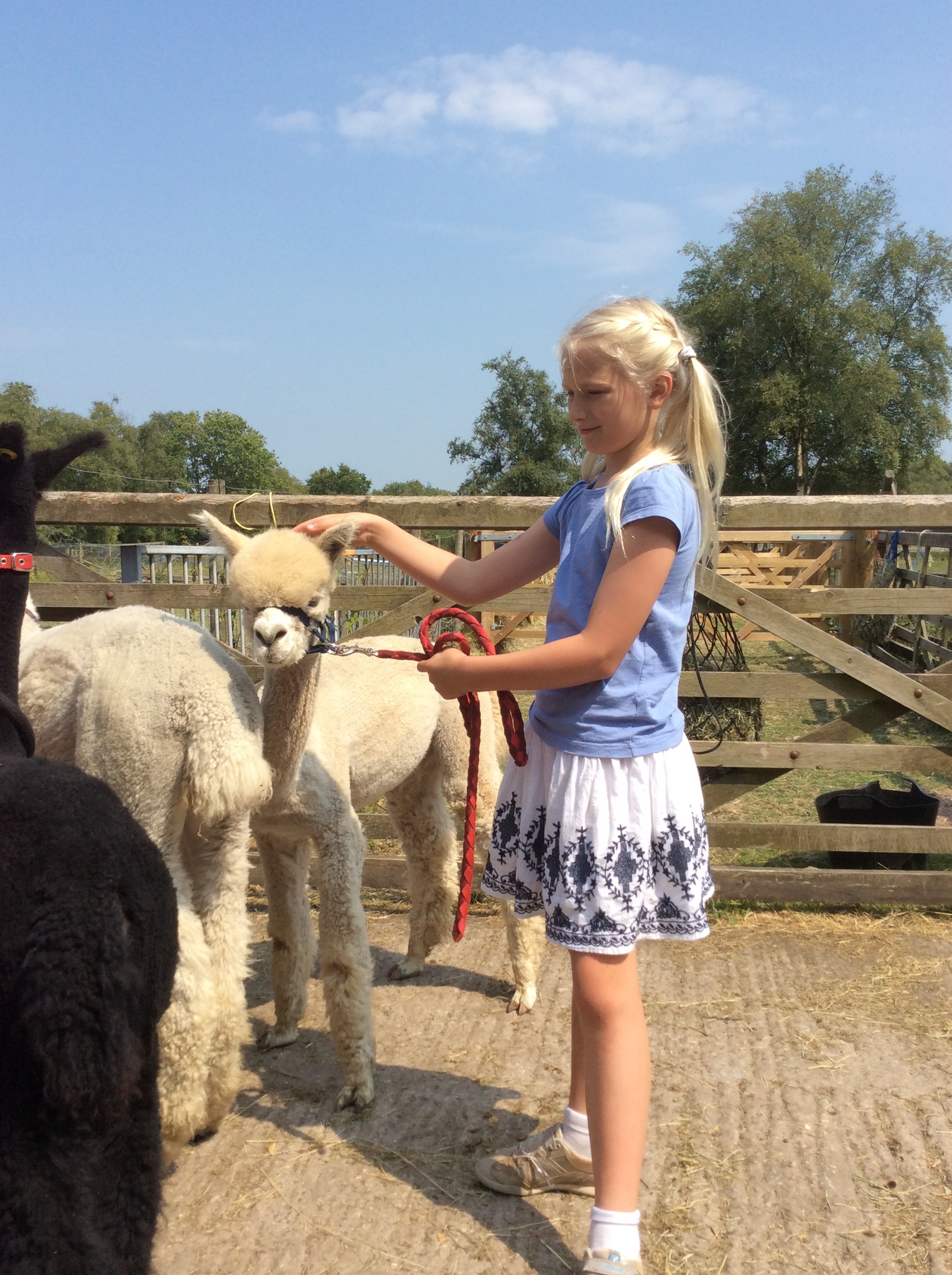 Alpaca Trekking with Bearhouse Alpacas