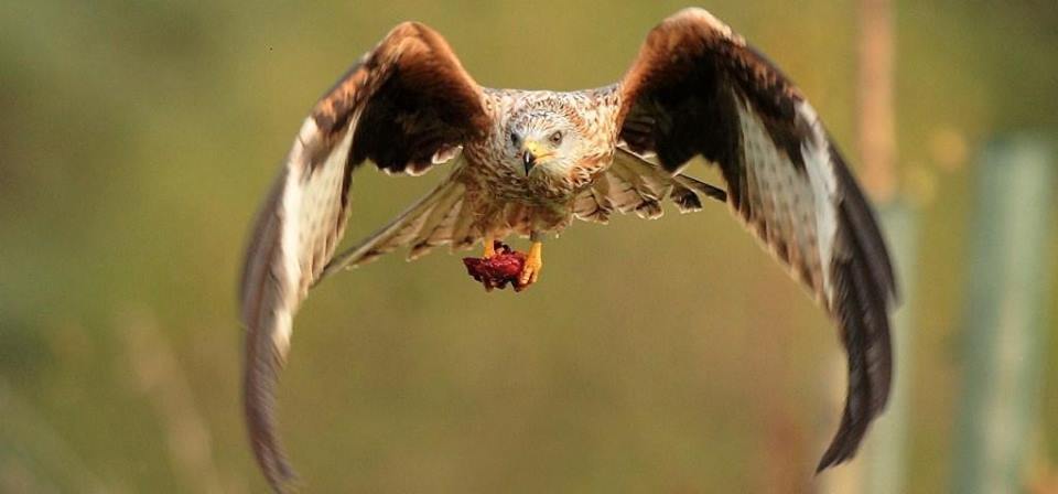 Argaty Red Kites