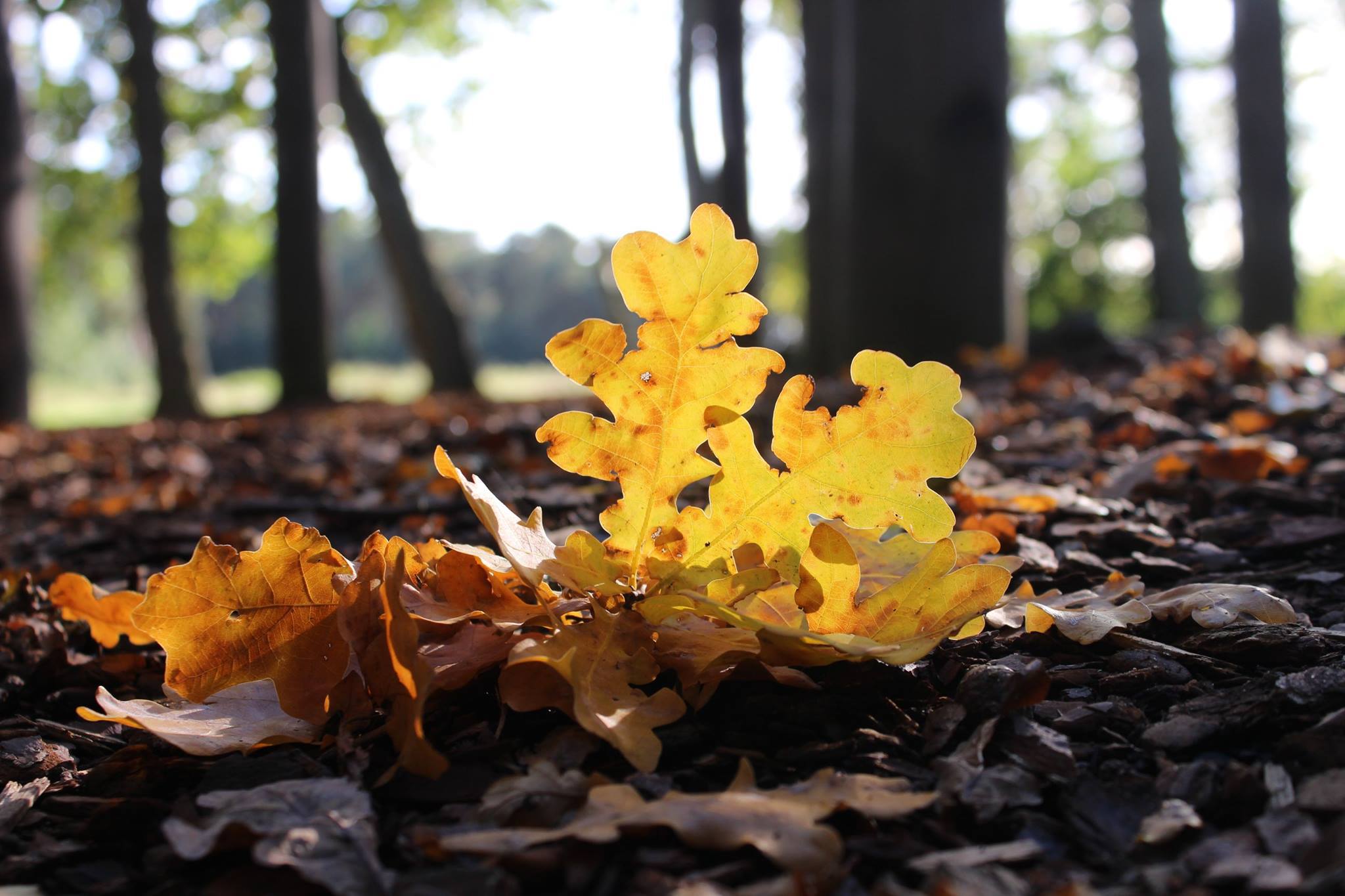 Coombe Country Park