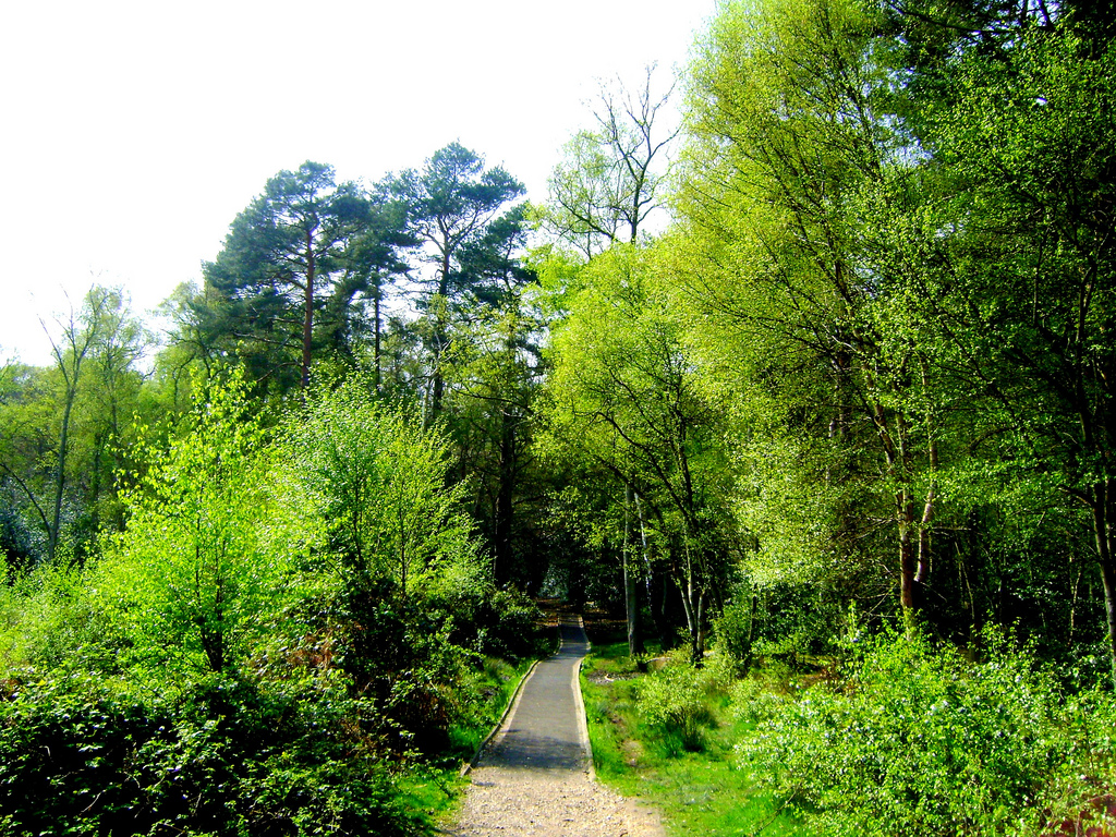 Burnham Beeches and Stoke Common
