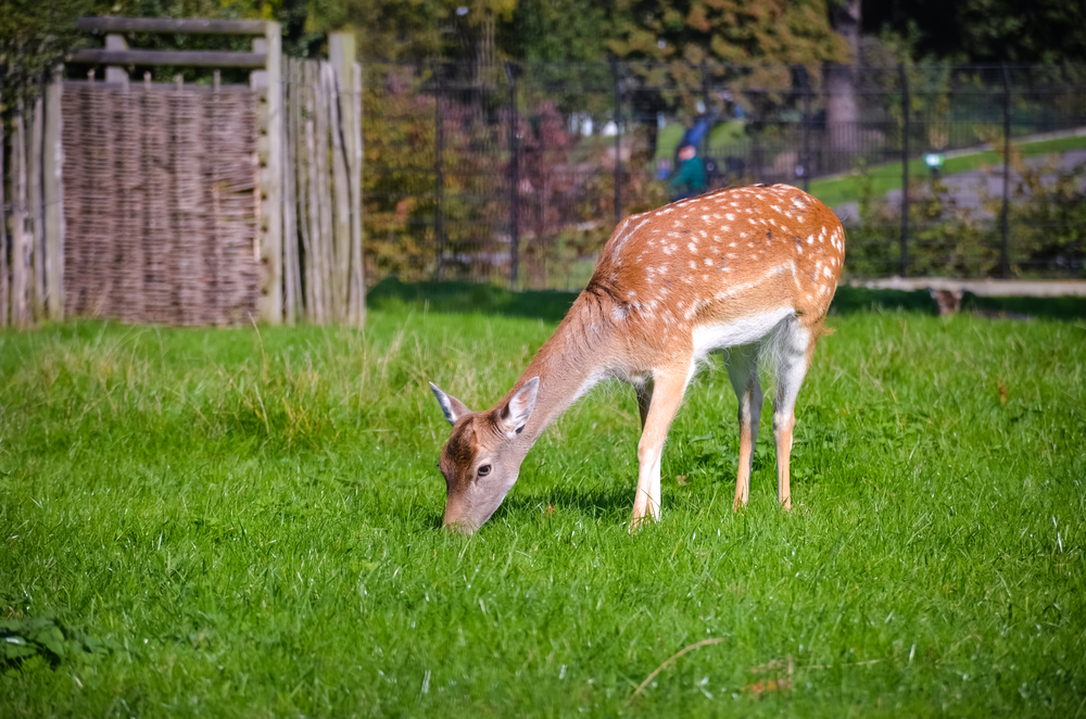 Clissold Park