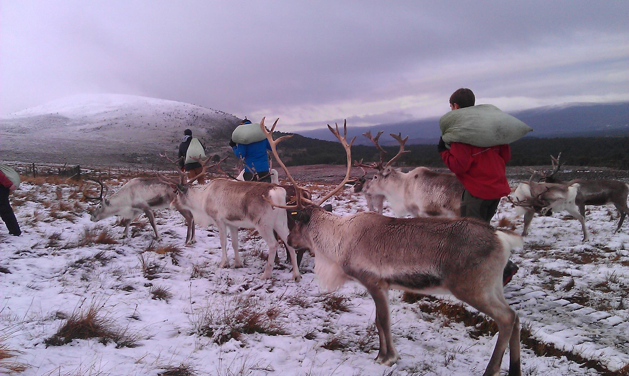 Cairngorm Reindeer Centre