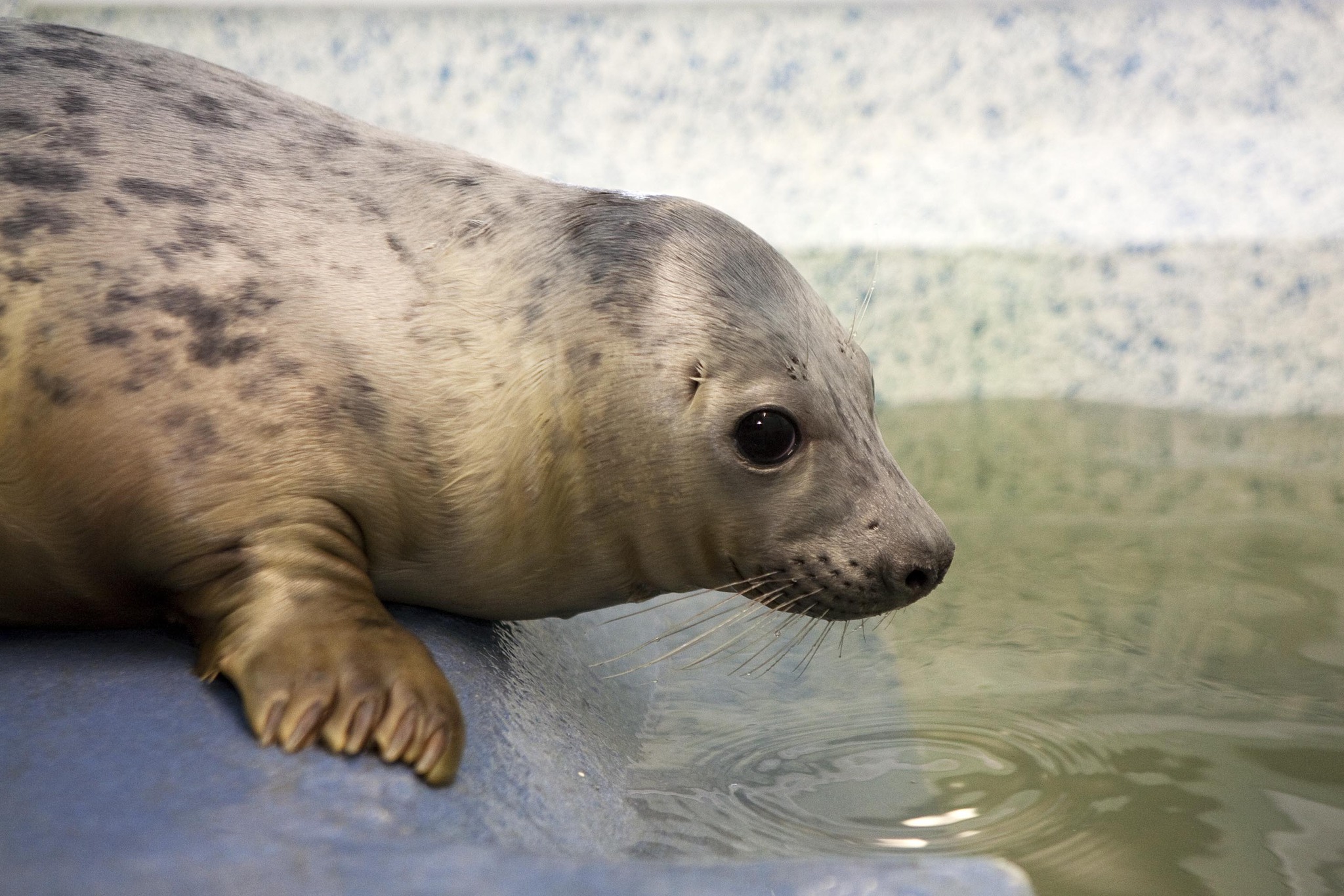 Cornish Seal Sanctuary