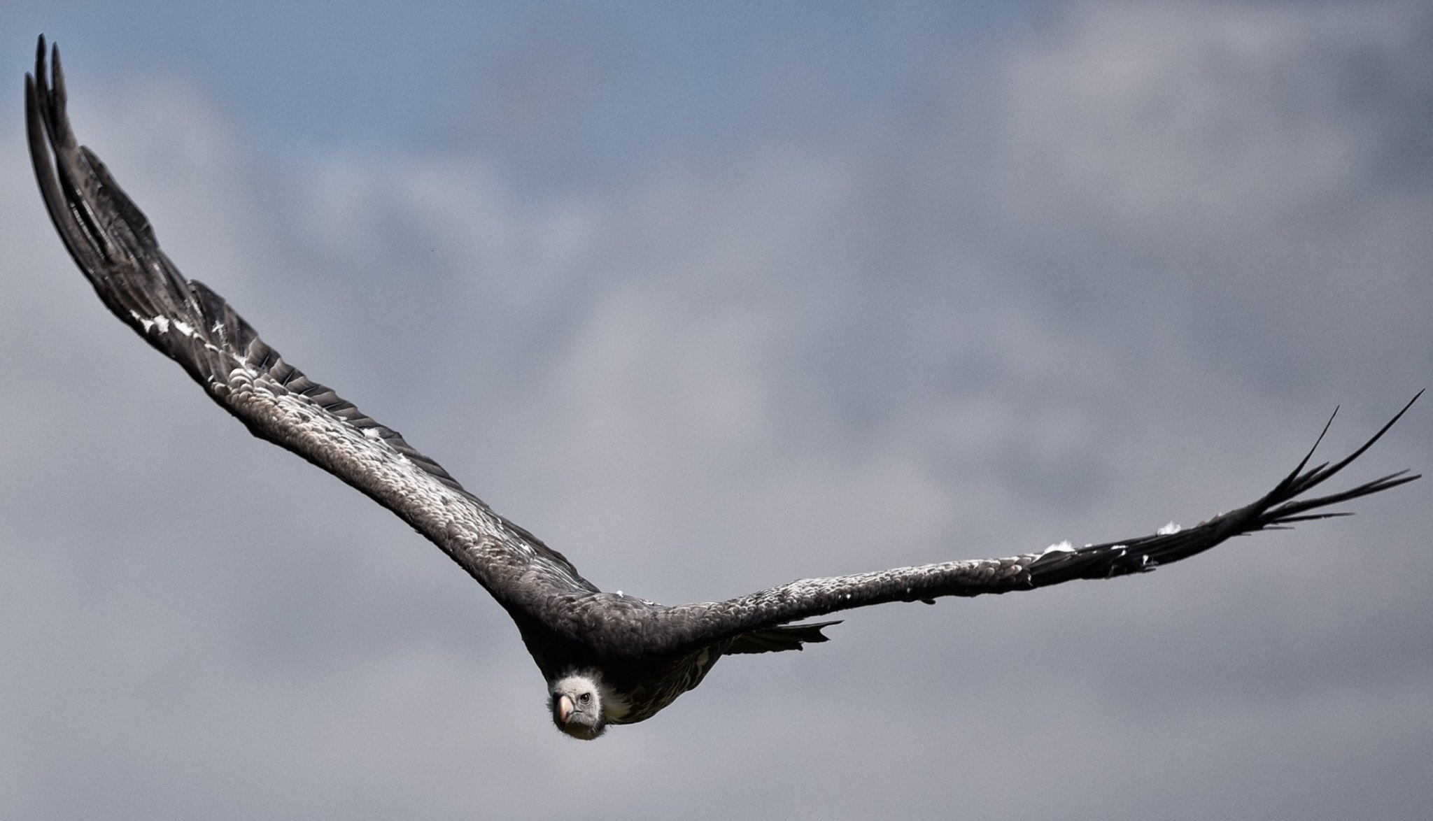 Cotswold Falconry Centre