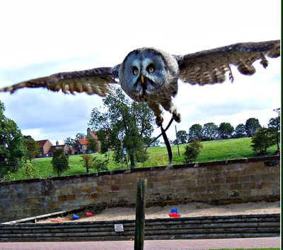 Falconry UK