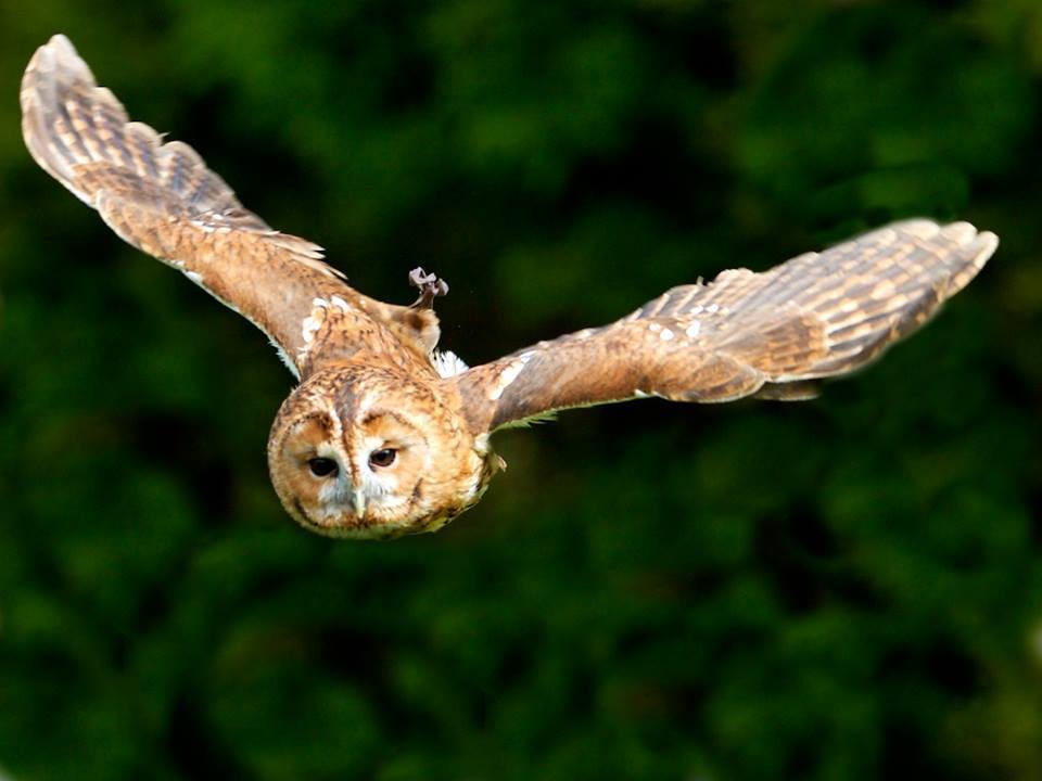 Exmoor Owl and Hawk Centre