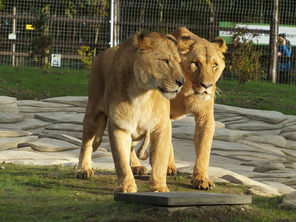 Five Sisters Zoo
