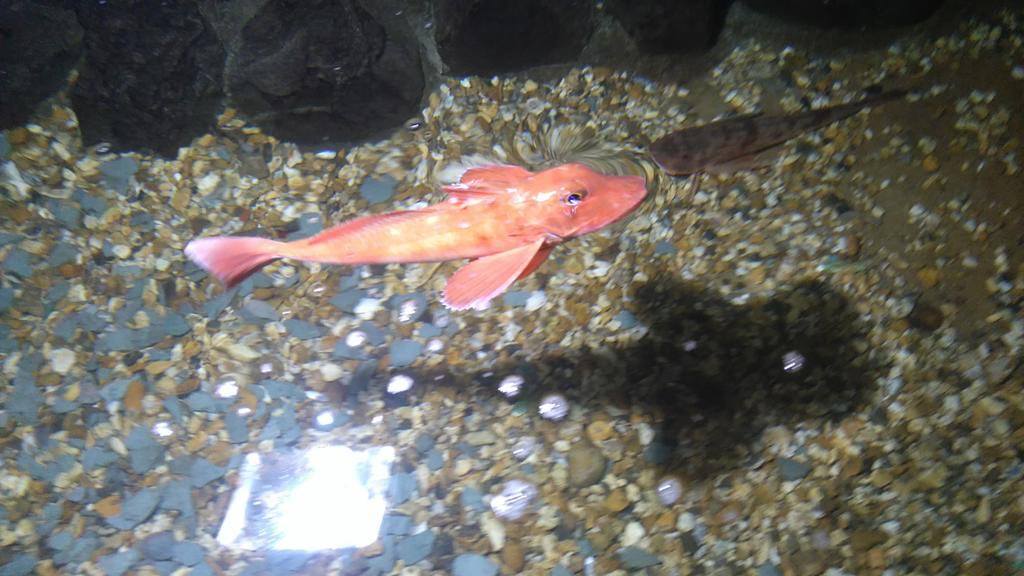 Fowey Aquarium