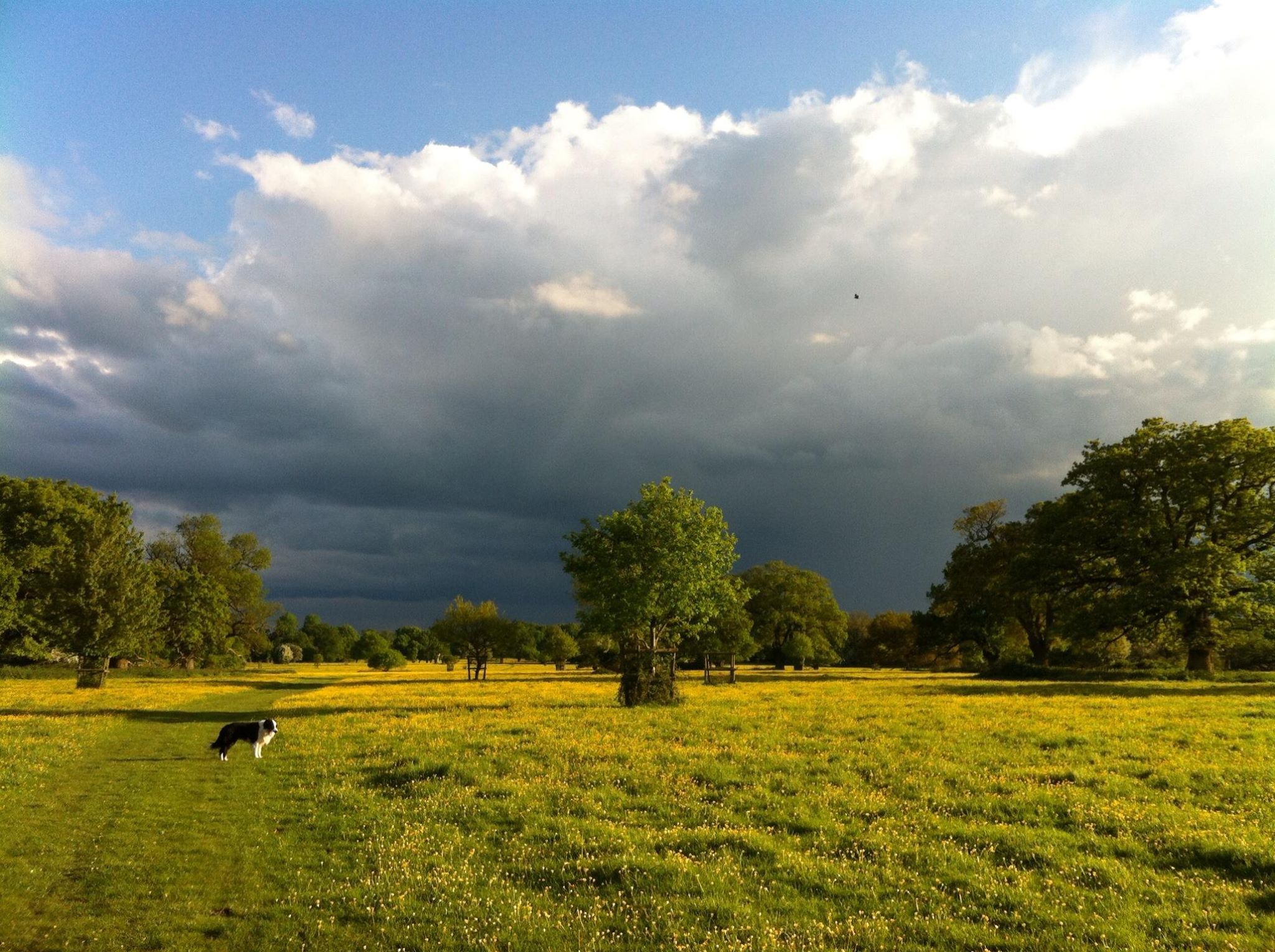 Hatfield Forest