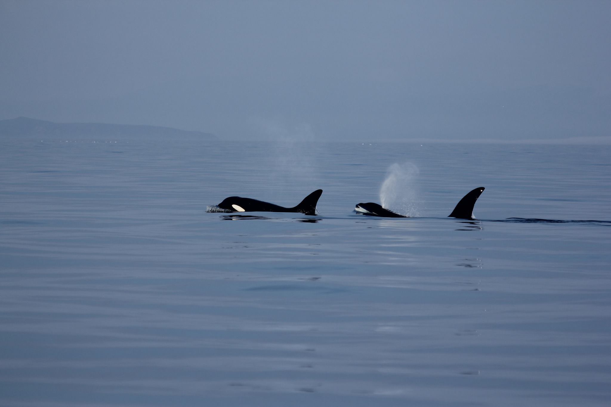 Hebridean Whale Cruises