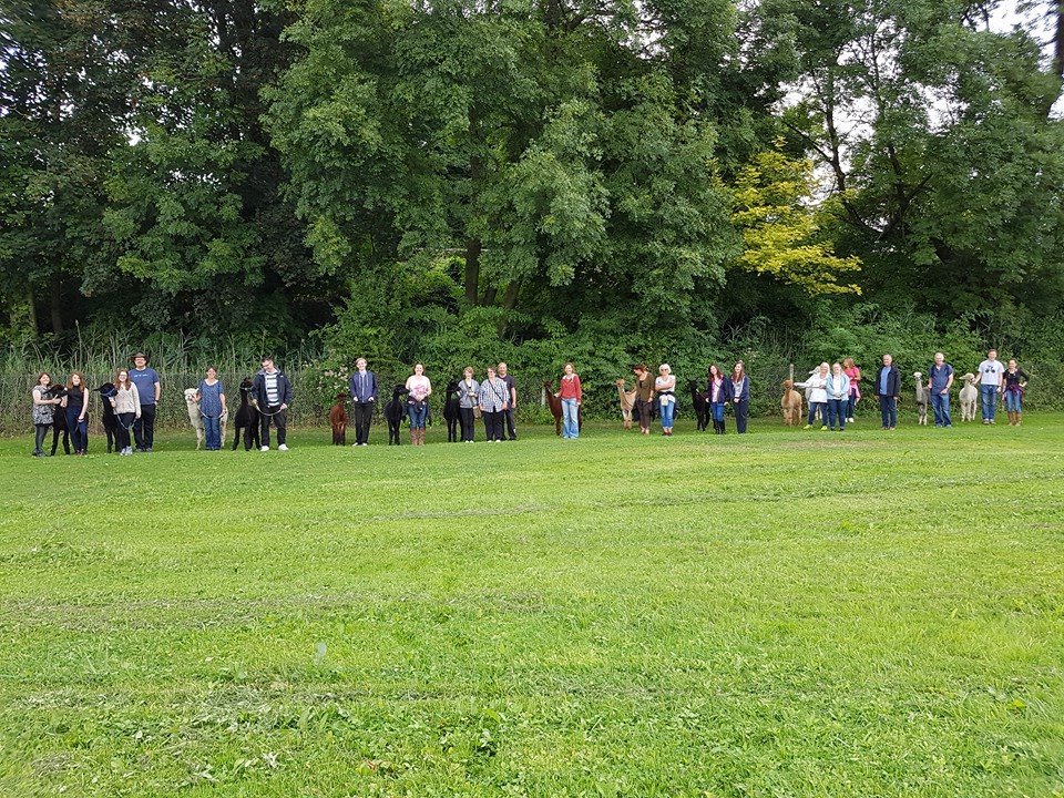 Hensting Alpaca Walking Experience