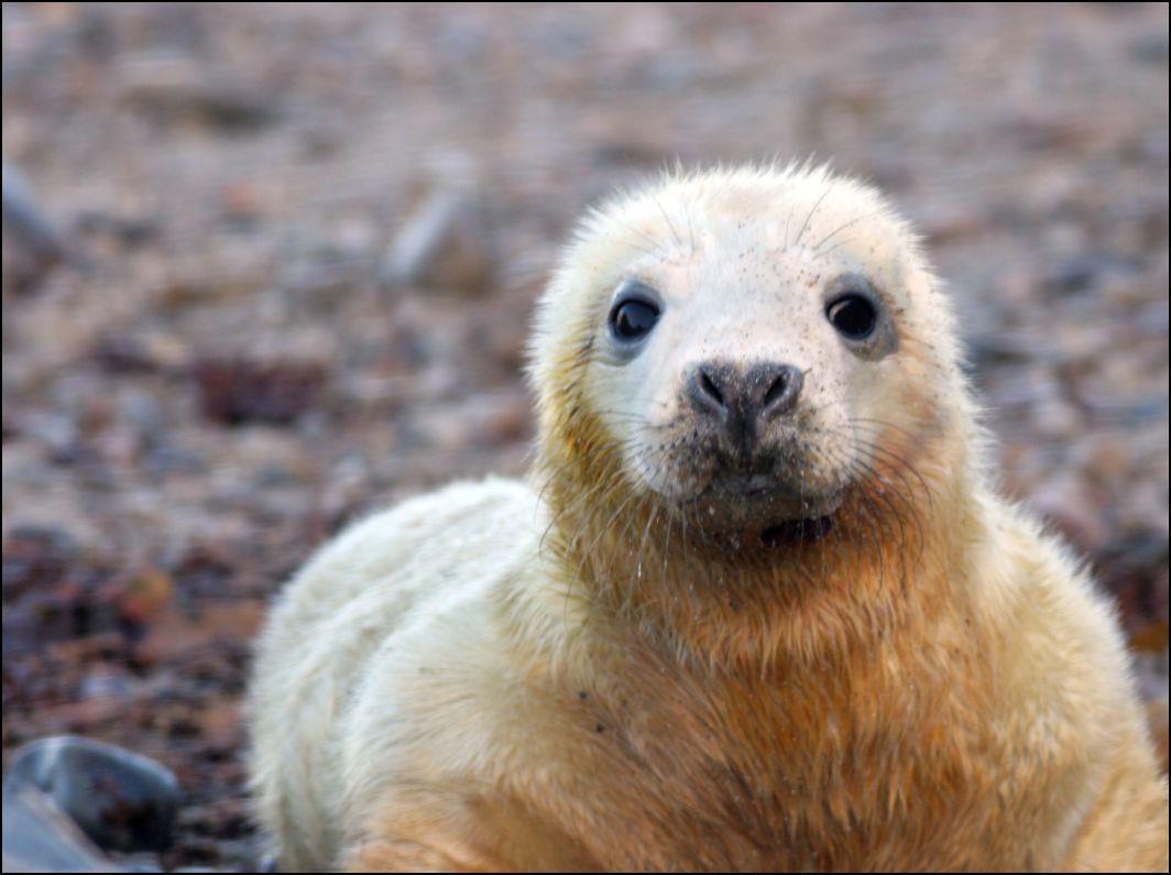 Islay Natural History Trust