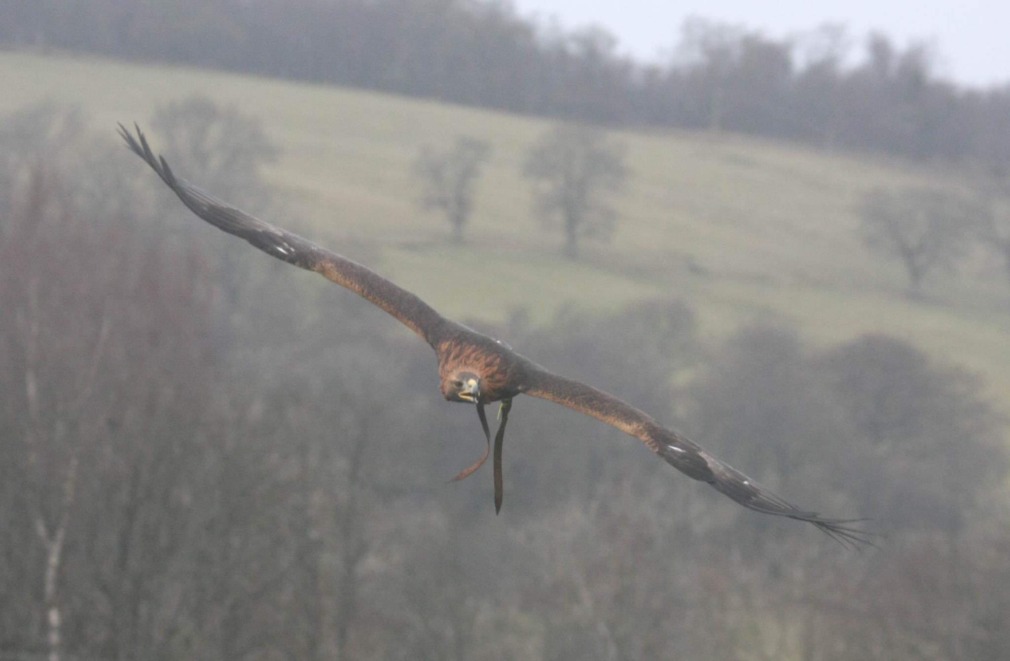 Loch Lomond Bird Of Prey Centre