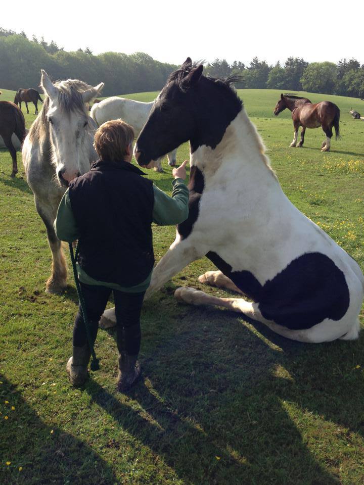 Lulworth Equestrian Centre